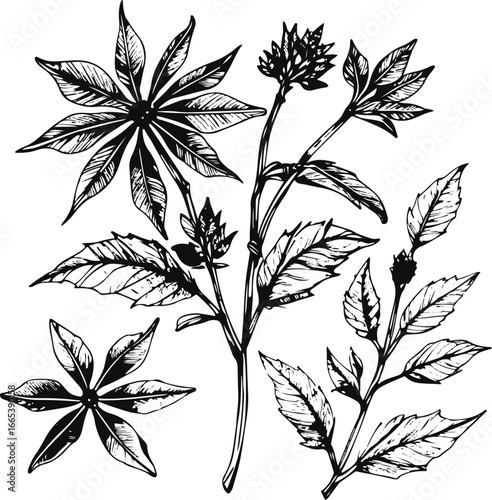 Hand sketched star anise plant vector set, minimalistic black line art, star-shaped pods and leaves, perfect for spice packaging and cosmetic design 2