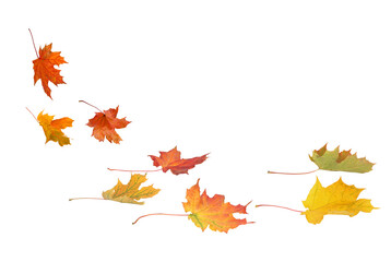 A set of vibrant red, orange and yellow autumn maple leaves isolated on transparent background. Fall designs. Thanksgiving themes, backgrounds, and patterns.