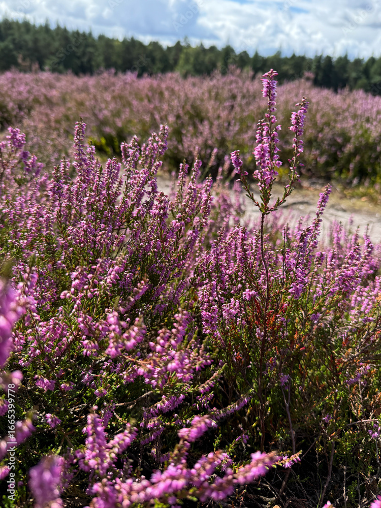 Obraz premium Stunning view of blooming heath with pink purple heather flowers in famous nature reserve park Lueneburger Heide in North Germany