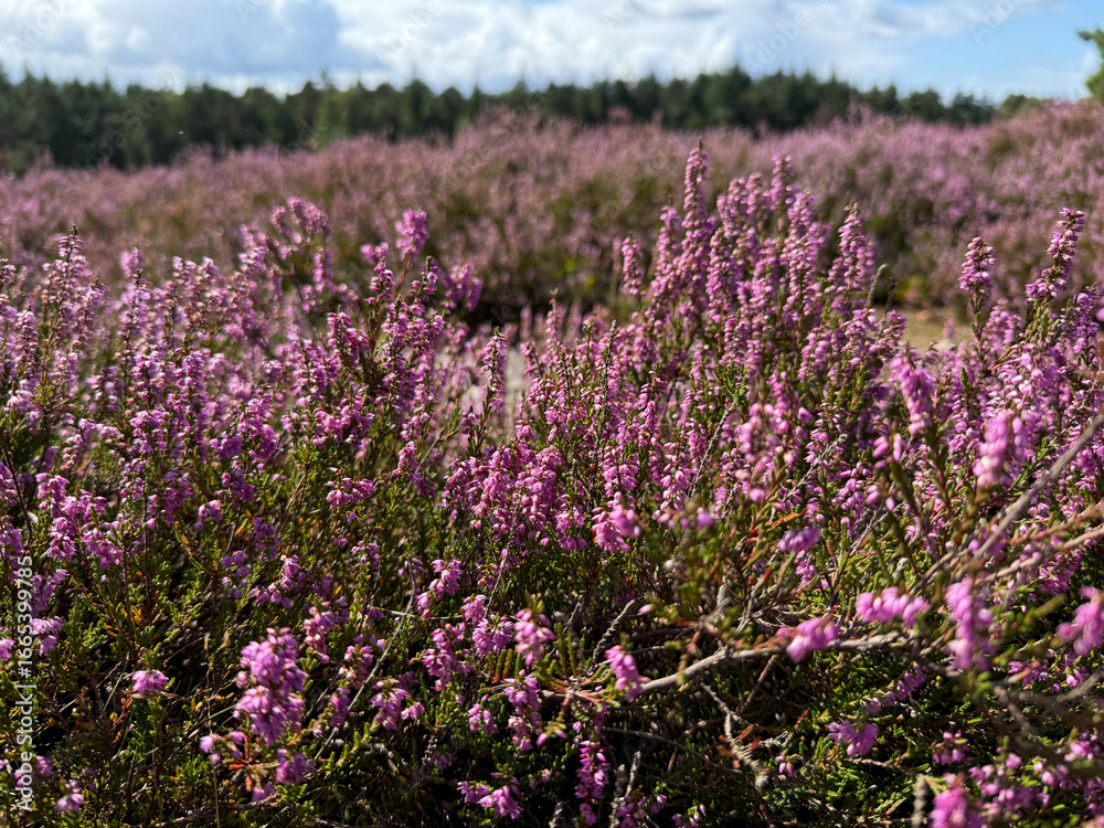 Naklejka premium Stunning view of blooming heath with pink purple heather flowers in famous nature reserve park Lueneburger Heide in North Germany