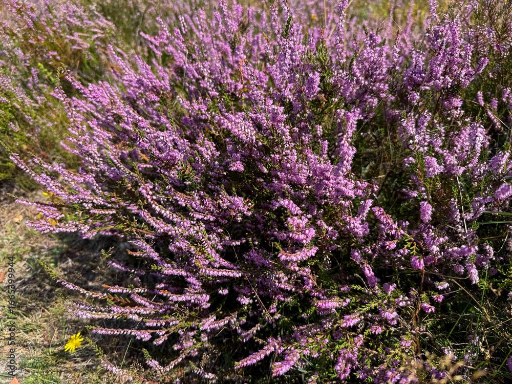 Obraz premium Stunning view of blooming heath with pink purple heather flowers in famous nature reserve park Lueneburger Heide in North Germany