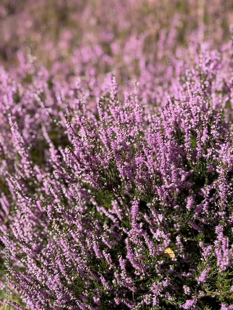 Fototapeta premium Stunning view of blooming heath with pink purple heather flowers in famous nature reserve park Lueneburger Heide in North Germany