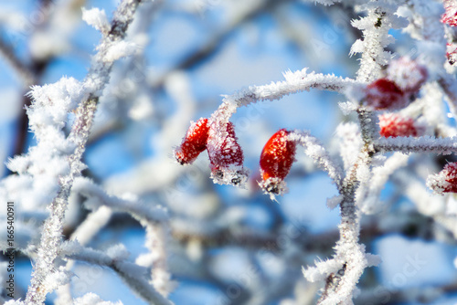 Frozen red berries in front of a blue sky