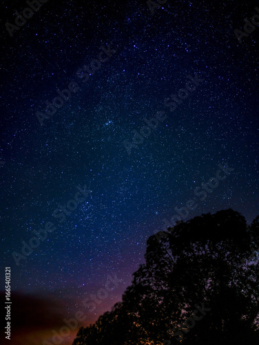 Milky way and stars above a tree