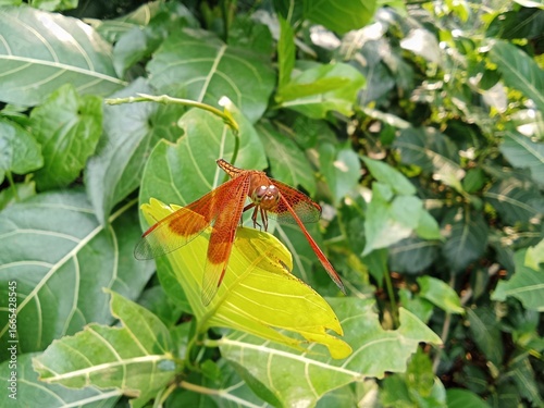 Canvas-taulu A dragonfly is a flying insect belonging to the infraorder anisoptera below the