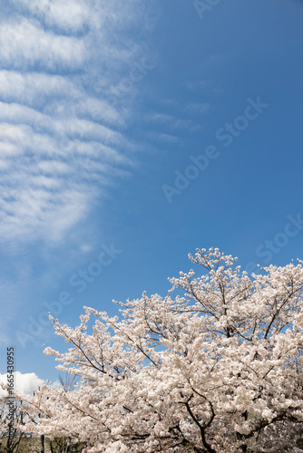 cherry blossom in spring under blue sky