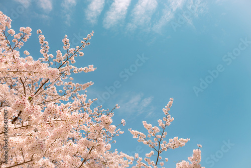 cherry blossom in spring under blue sky