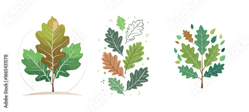 Three variations of oak leaves 