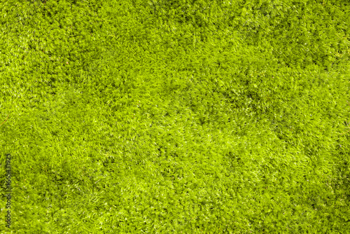 Fototapeta Naklejka Na Ścianę i Meble -  green moss background in Kyoto