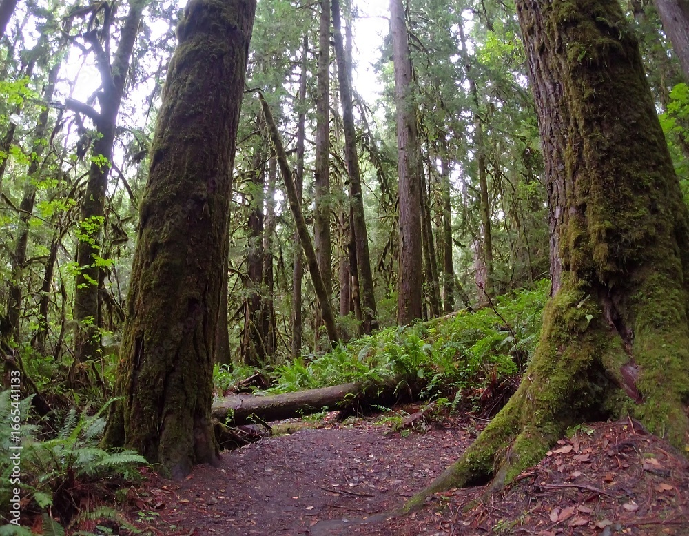 Obraz premium Lush forest path (4)