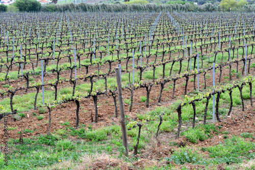 Agricultural field with vineyard for wine grapes