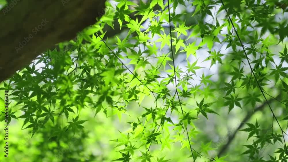 A bright and vibrant shot of green maple leaves illuminated by the sunlight filtering through the canopy. A bright and vibrant shot of green maple leaves illuminated by the sunlight filtering through the canopy.