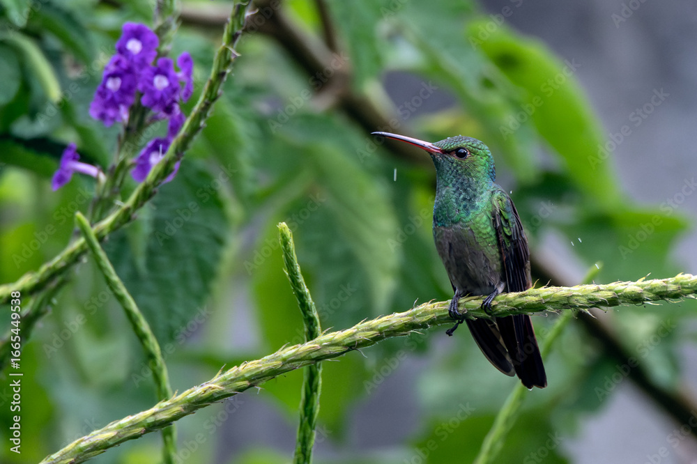 Obraz premium kingfisher on a branch