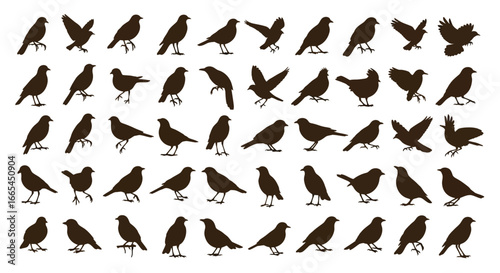 A diverse collection of black bird silhouettes, showcasing various poses from standing and perching to flying. Isolated vector animal icons set