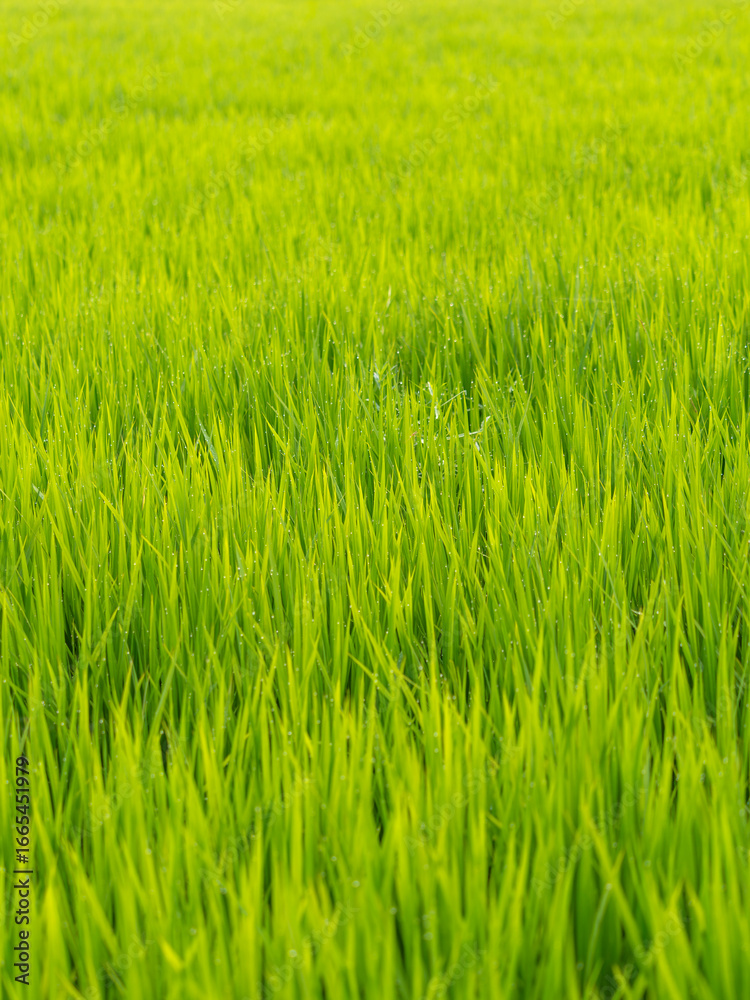 Obraz premium 朝露に濡れた水田の稲