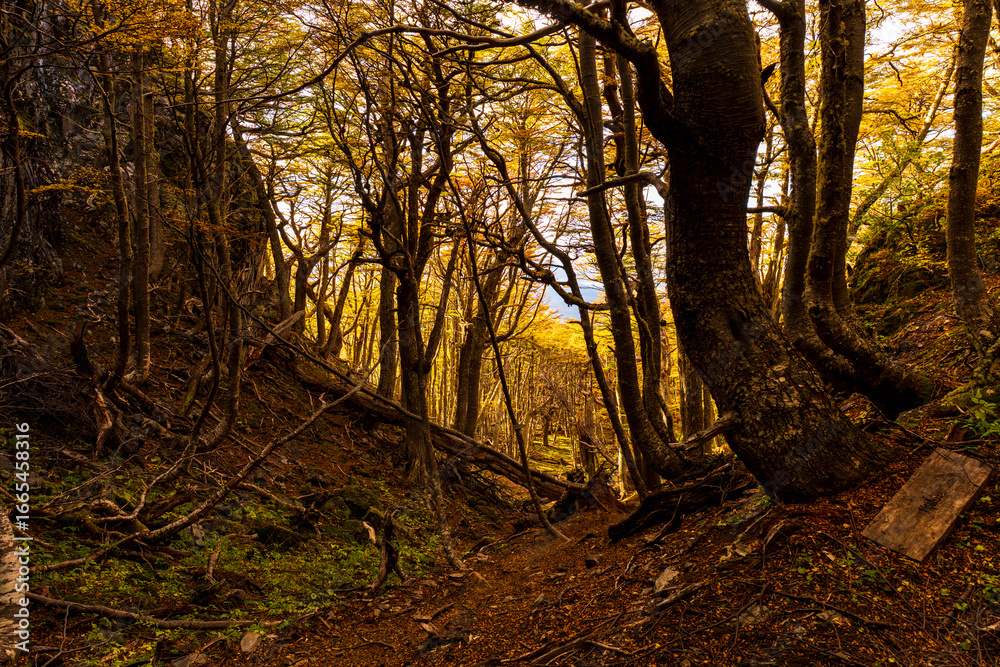 Fototapeta premium Bosque otoñal