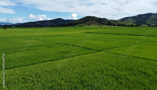 Lush green paddy fields stretching to hills under a partly cloudy sky
