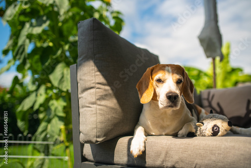 Beagle dog relaxing on outdoor patio furniture