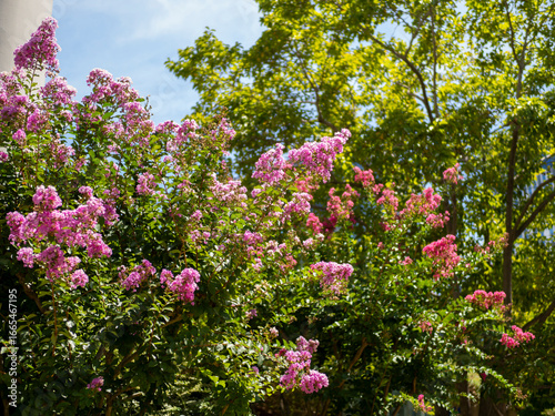 Wallpaper Mural 街中に咲くピンクの百日紅 Torontodigital.ca