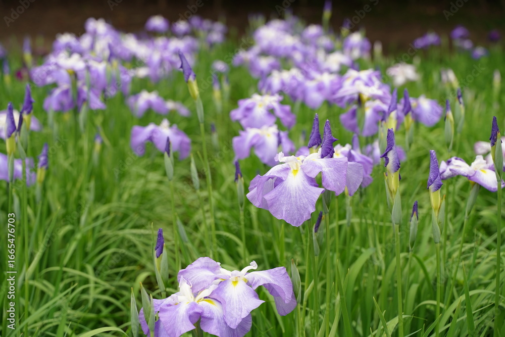 日本の横須賀しょうぶ園のカラフルしょうぶの花、あやめ。7月初夏。 日本の横須賀しょうぶ園のカラフルしょうぶの花、あやめ。7月初夏。