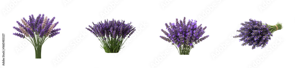 Naklejka premium Harvesting lavender flowers in a serene garden nature floral beauty tranquility isolated set PNG