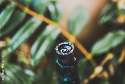 close up of a green leaf