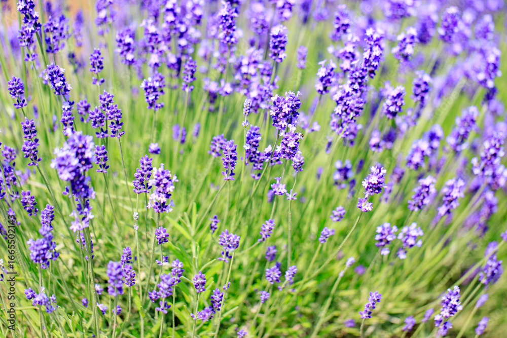 Naklejka premium Beautiful Purple Lavender Flowers in a Summer Garden