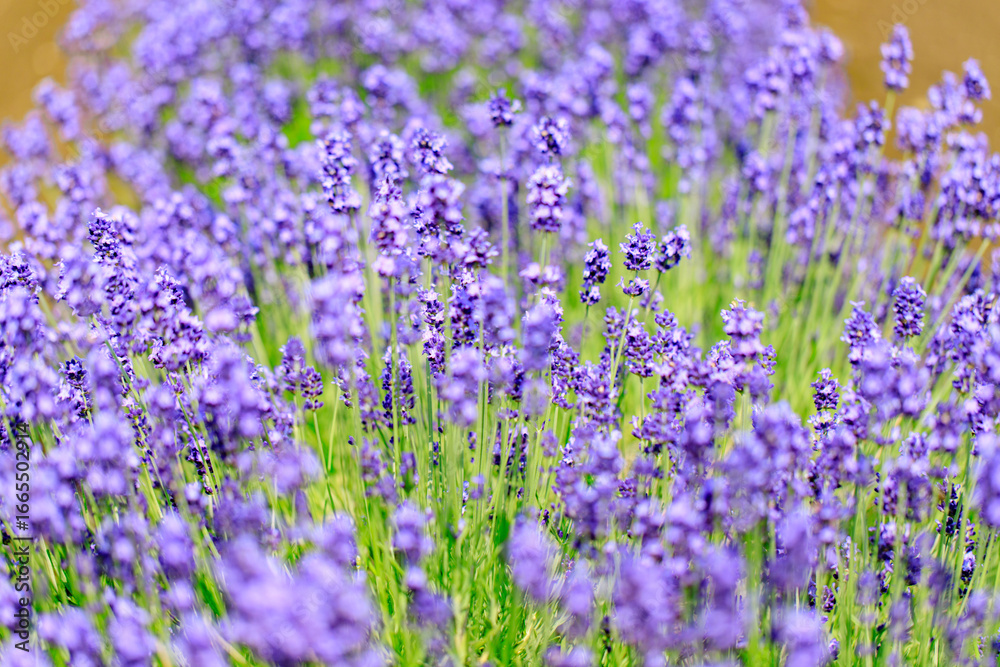 Fototapeta premium Beautiful Purple Lavender Flowers in a Summer Garden