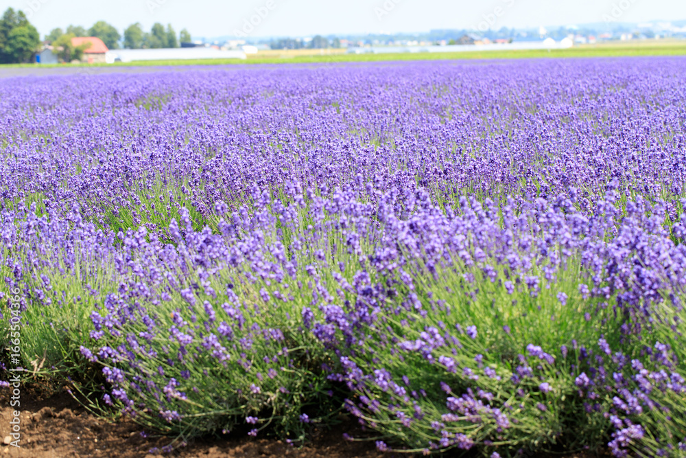 Naklejka premium Close-up of Blooming Lavender Field in Summer, Furano, Hokkaido, Japan