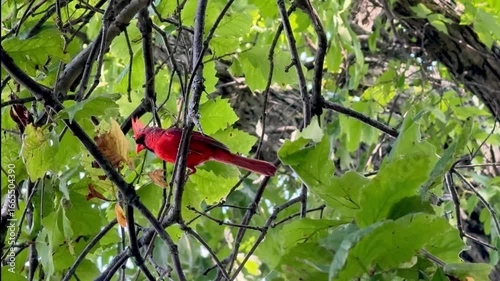 Northern Cardinal Perched Among Lush Green Tree Leaves