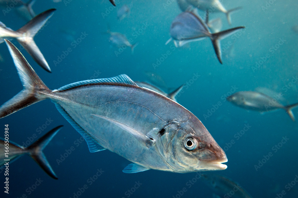 Naklejka premium Close-up of silver trevally swimming below the ocean's surface. Photographed in South Australia in the rays of the afternoon light.