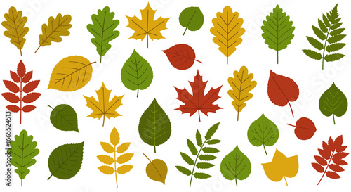 Collection of various autumn leaves in different colors and shapes, displayed on a white background.