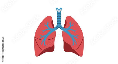 Illustration of human lungs with the trachea and bronchi, depicted in red and blue on a white background.