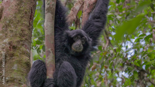 a close up front on shot of a sumatran siamang hanging onto a vine in the rainforest of gunung leuser national park on sumatra, indonesia
