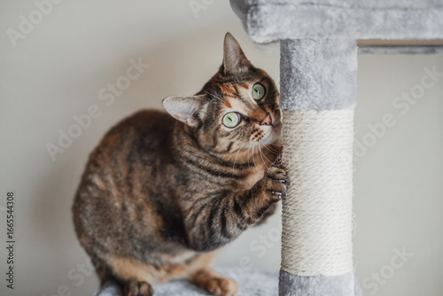 キャットタワーで爪を爪研ぎをする猫