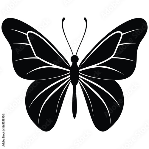Black butterfly with white wing patterns insect wings