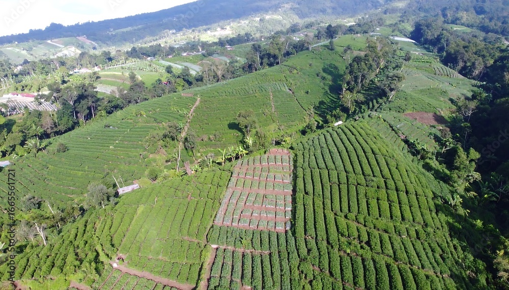 Fototapeta premium Lush green terraced fields of tea and other crops ascend a hillside, creating a stunning agricultural landscape.