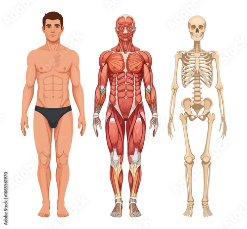 a simplified anatomical illustration showing three distinct layers of the male body muscle and skeleton
