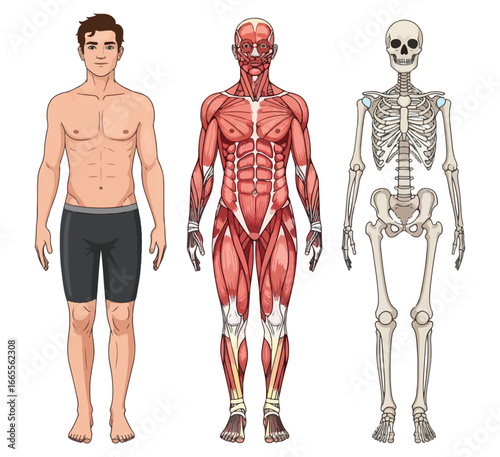 a full body anatomical illustration showing three layers of the male body muscle skeleton.