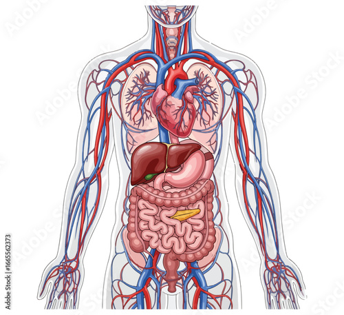 a full anatomical illustration depicting the human circulatory and digestive systems