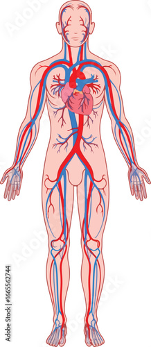 a comprehensive anatomical illustration of the human circulatory system showing the heart arteries and veins.