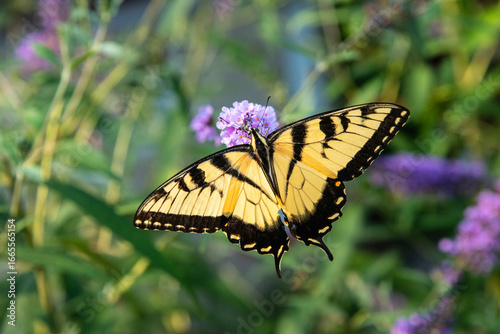 Fotografía Eastern Tiger Swallowtail on purple flower