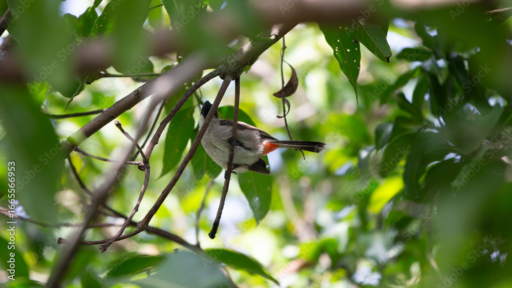 Obraz premium Bird on a branch in the morning, bird in the nature.