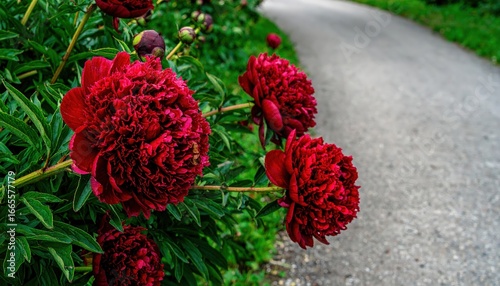 Fototapeta Naklejka Na Ścianę i Meble -  Vibrant red peonies border a paved path, creating a picturesque summer scene