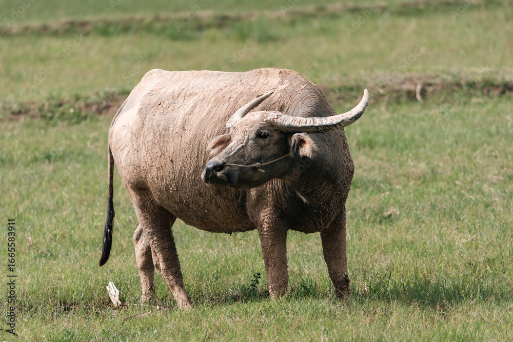 Obraz premium Thai buffalo grazing on green pasture in rural countryside, showcasing traditional livestock, peaceful farm life, and agricultural heritage in natural outdoor environment under sunlight