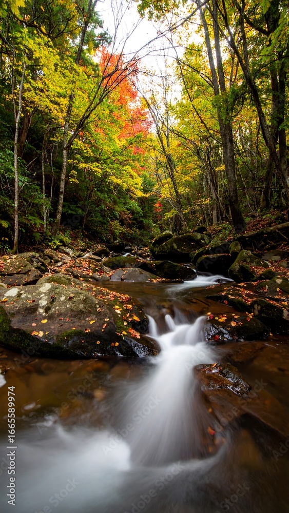 Obraz premium Autumn forest stream