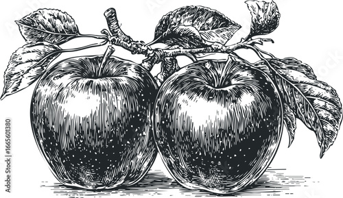 Engraved Apples and Leaves on a Branch