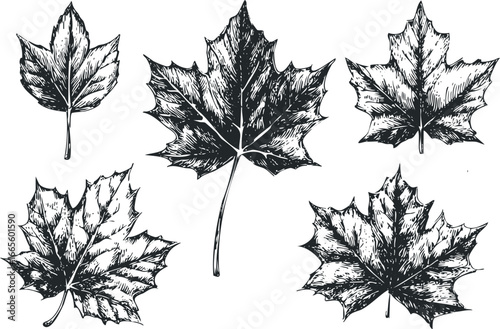 Collection of Hand Drawn Maple Leaves with Detailed Texture