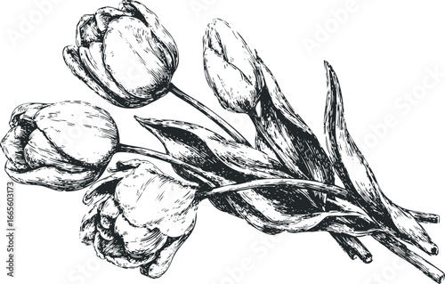 Sketch of three tulips with leaves and stems