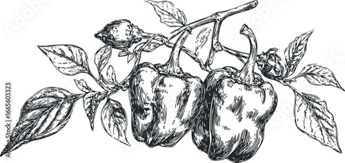 Hand Drawn Bell Pepper Plant with Leaves